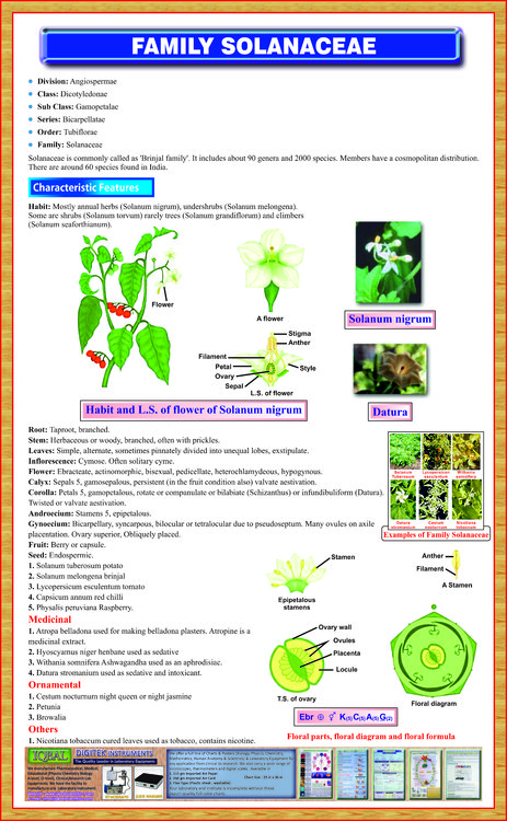 Family Solanaceae Chart Iqbal Scientific Store