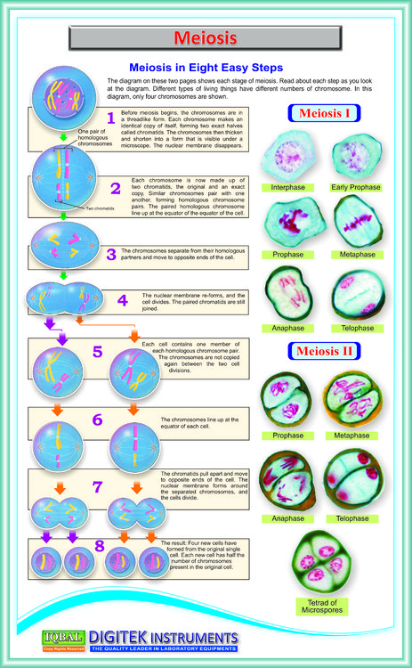 Meiosis Wall Chart Iqbal Scientific Store