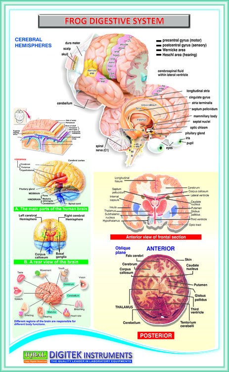 Human Brain Anatomy – Iqbal Scientific Store