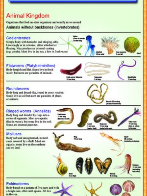 Animal Kingdom Taxonomy Chart