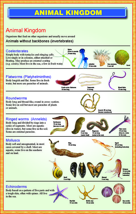 Animal Kingdom Classification – Wall Chart – Iqbal Scientific Store